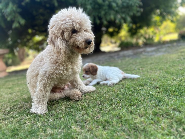 Fur Kings Poodles