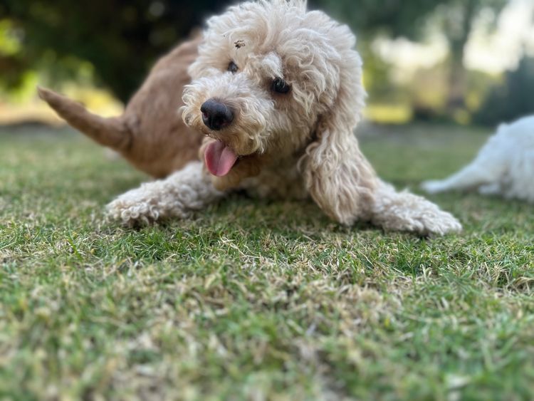 Fur Kings Poodles
