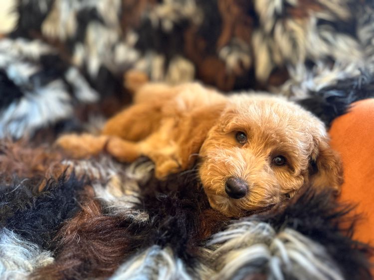Fur Kings Poodles