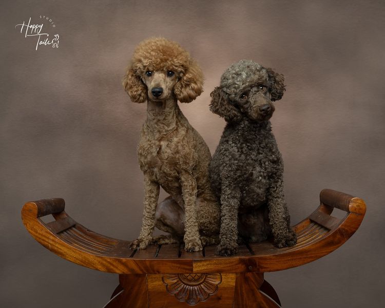 Tenerife Miniature Poodles