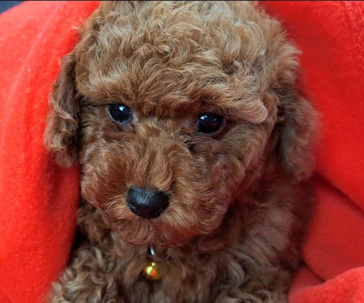 Tinyreds Toy Poodles