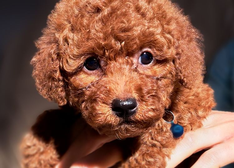 Tinyreds Toy Poodles