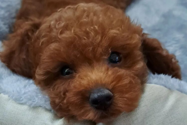 Tinyreds Toy Poodles