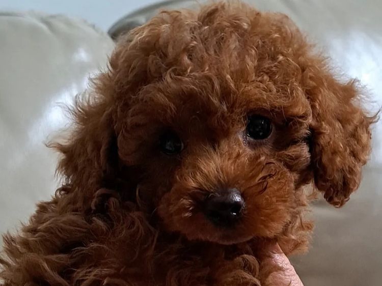 Tinyreds Toy Poodles