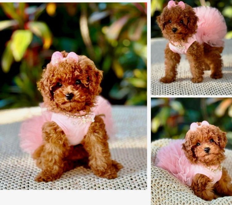 Tinyreds Toy Poodles