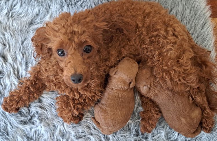 Tinyreds Toy Poodles