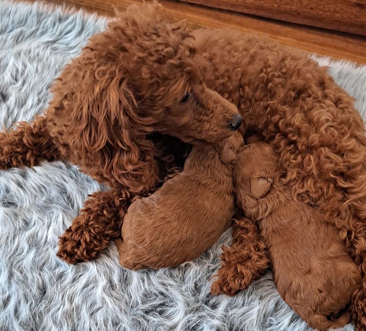 Tinyreds Toy Poodles