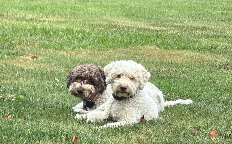 Natobello Lagotto Romagnolo's