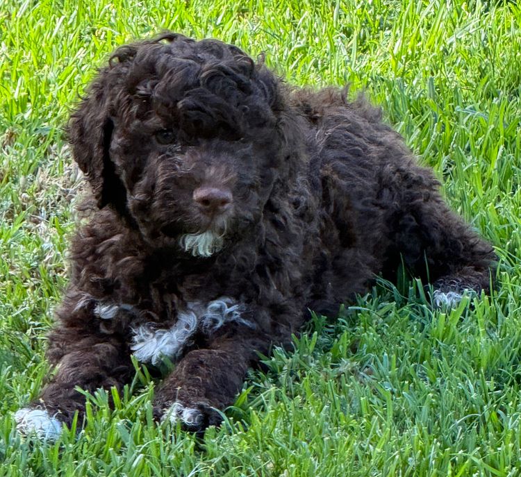 Natobello Lagotto Romagnolo's
