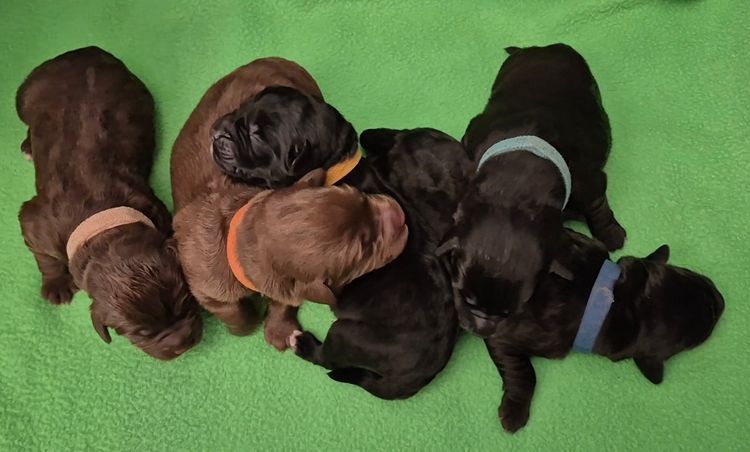 Fabuloodle Labradoodles