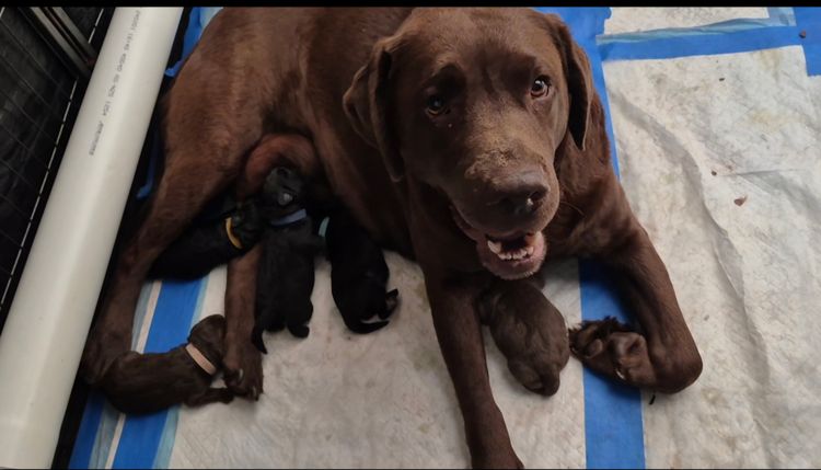Fabuloodle Labradoodles
