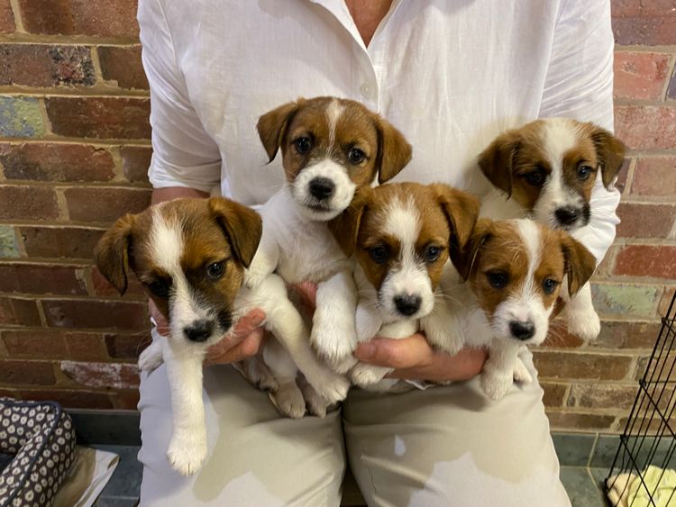 MAKLEWRA JACK RUSSELL TERRIERS