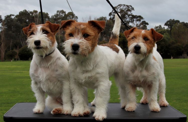 MAKLEWRA JACK RUSSELL TERRIERS