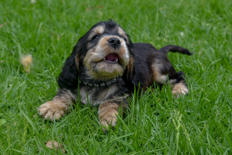 Silky Ears Spaniels