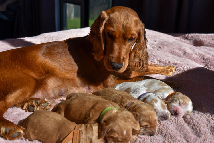 Silky Ears Spaniels