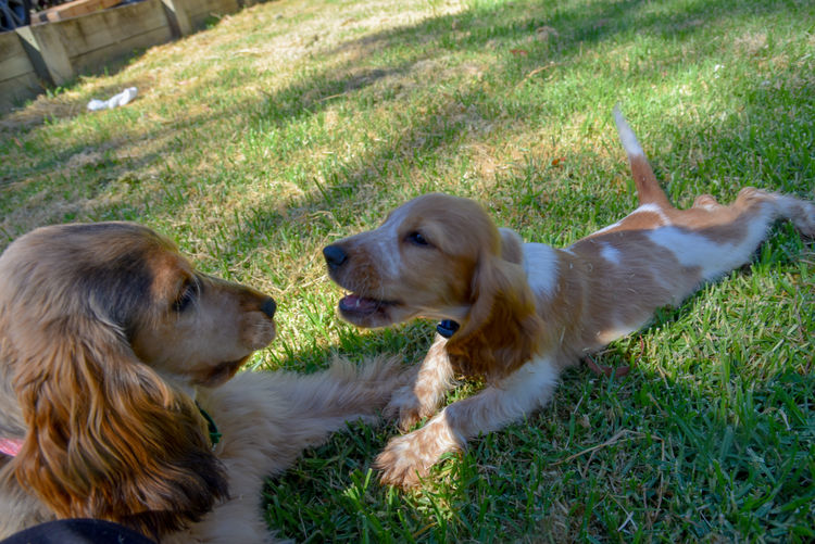 Silky Ears Spaniels