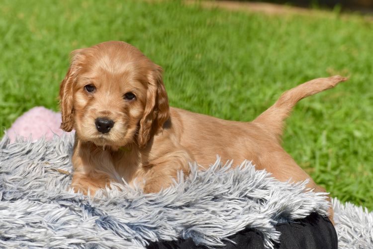 Silky Ears Spaniels