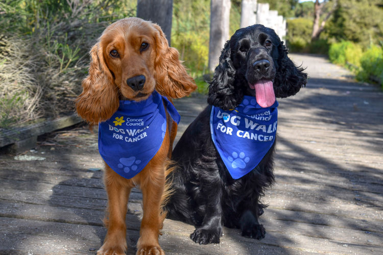 Silky Ears Spaniels
