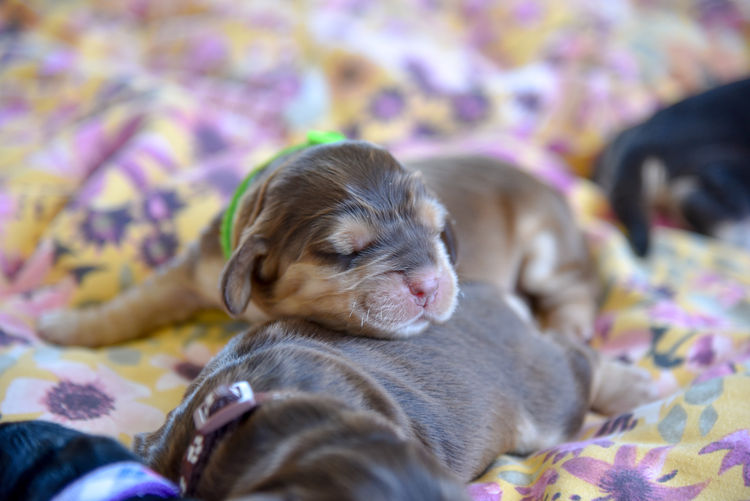 Silky Ears Spaniels