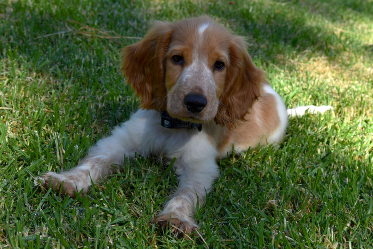 Silky Ears Spaniels