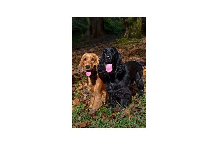Silky Ears Spaniels