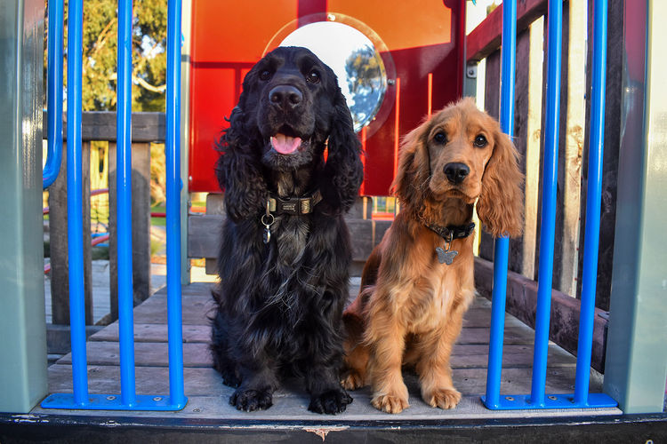Silky Ears Spaniels