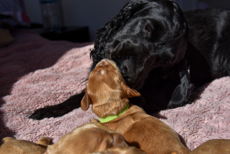 Silky Ears Spaniels
