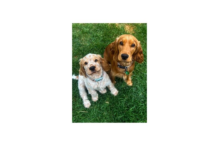 Silky Ears Spaniels
