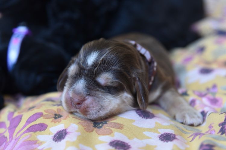 Silky Ears Spaniels