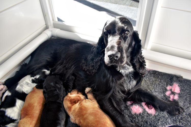 Silky Ears Spaniels