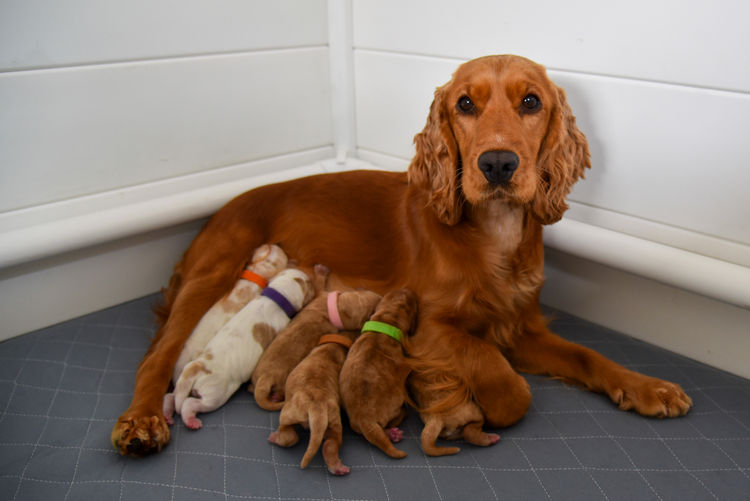 Silky Ears Spaniels