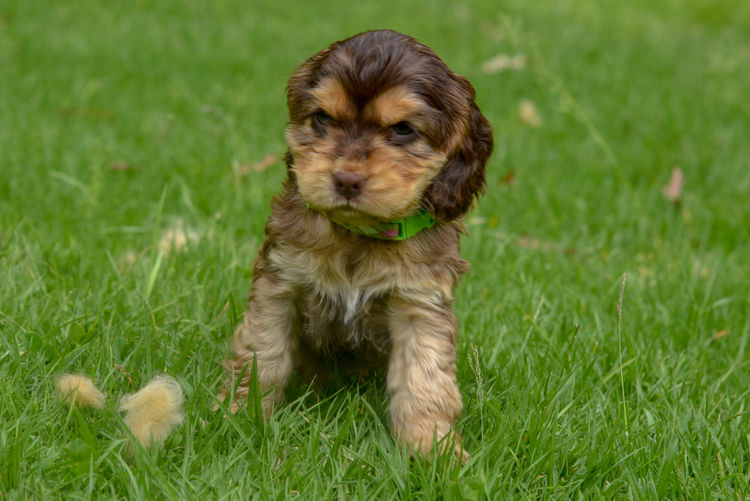 Silky Ears Spaniels