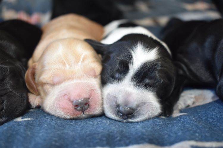 Silky Ears Spaniels