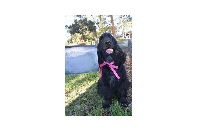 Silky Ears Spaniels