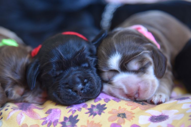 Silky Ears Spaniels