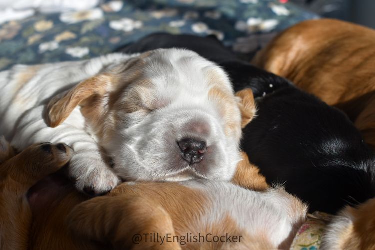 Silky Ears Spaniels