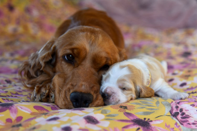 Silky Ears Spaniels