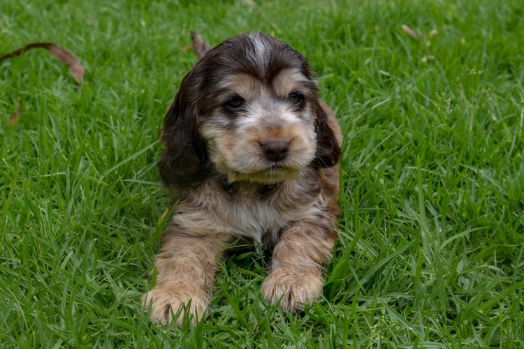 Silky Ears Spaniels