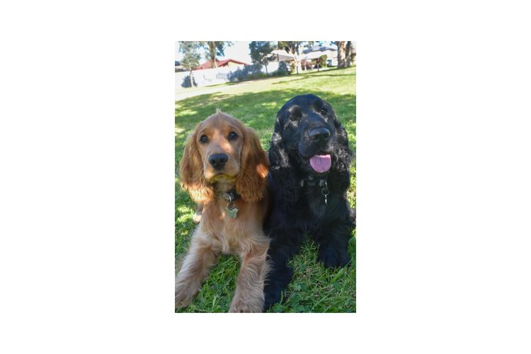 Silky Ears Spaniels