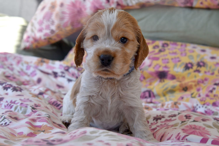 Silky Ears Spaniels