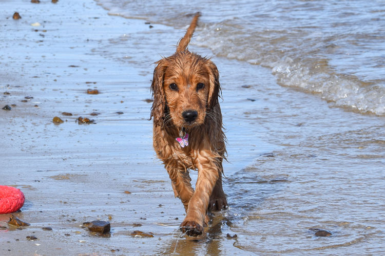 Silky Ears Spaniels