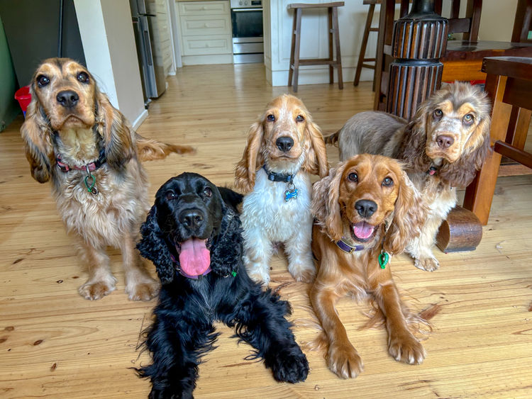 Silky Ears Spaniels