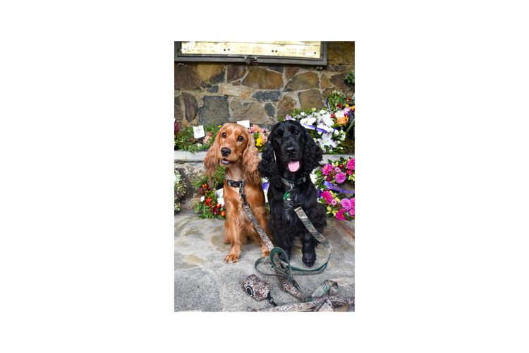 Silky Ears Spaniels