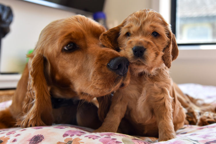 Silky Ears Spaniels