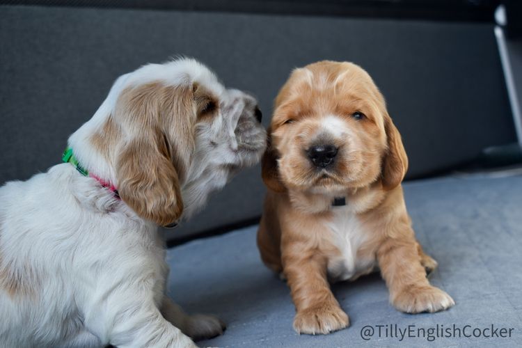 Silky Ears Spaniels