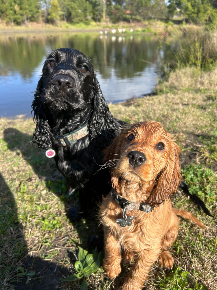 Silky Ears Spaniels