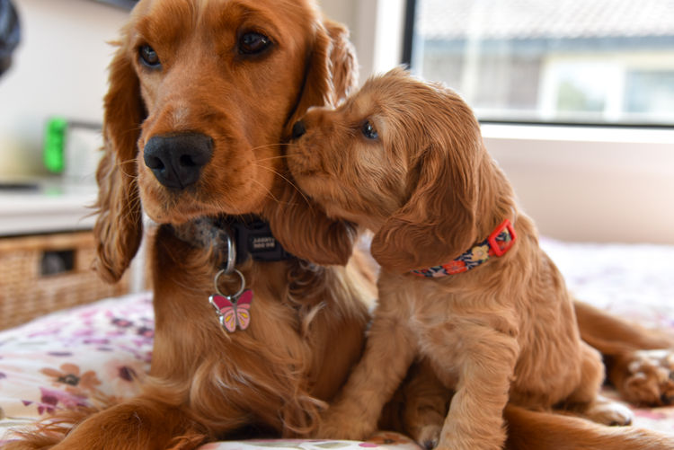 Silky Ears Spaniels