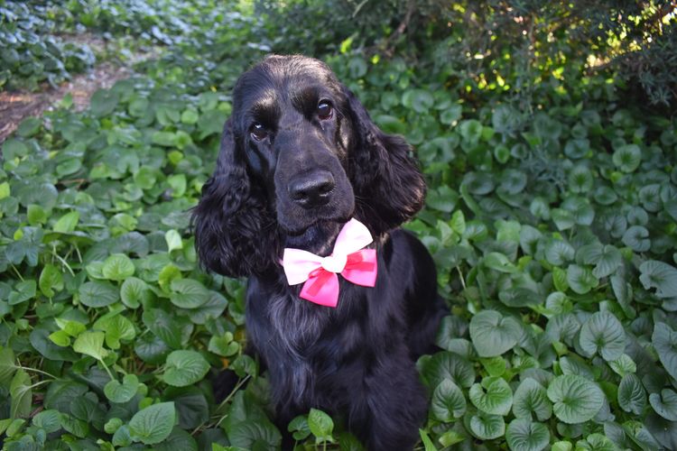 Silky Ears Spaniels