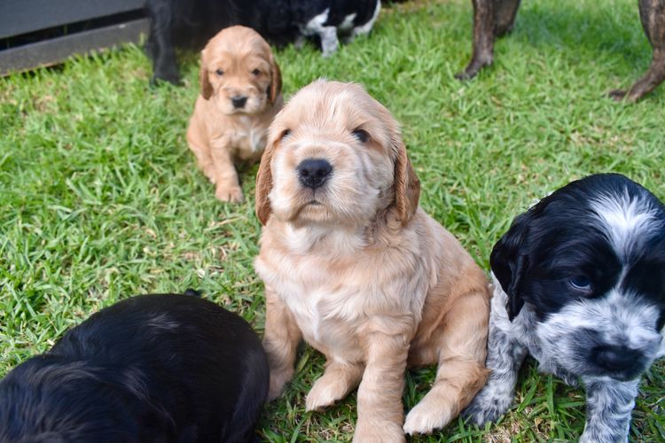 Silky Ears Spaniels