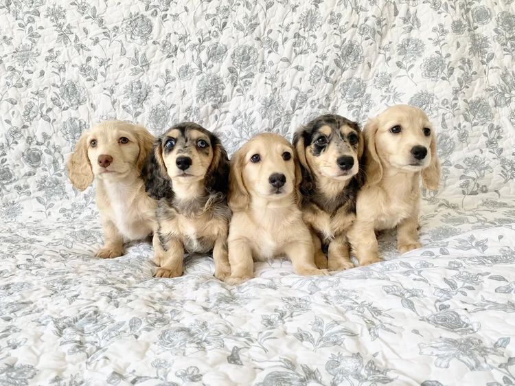 Dachshund House